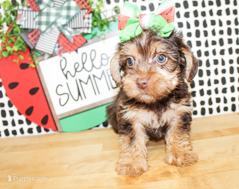 Dottie – Yorkshire Terrier puppy for sale in Paris, TX
