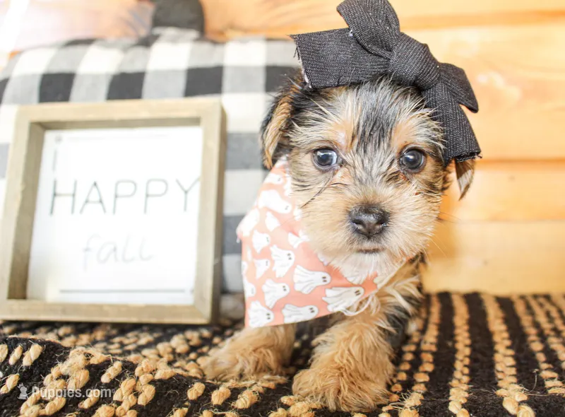 Betty – Yorkshire Terrier puppy for sale in Paris, TX