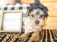 Betty, a female Yorkshire Terrier for sale in Paris, TX – 1 of 5