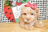Trixie, a female Morkie for sale in Paris, TX – 5 of 10