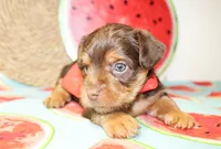 Bennett, a male Yorkshire Terrier for sale in Paris, TX – 2 of 4