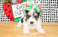 Belle, a female Yorkshire Terrier for sale in Paris, TX – 5 of 10