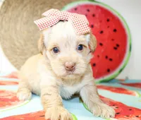 Tina, a female Morkie for sale in Paris, TX – 2 of 5
