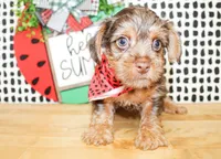 Bennett, a male Yorkshire Terrier for sale in Paris, TX – 2 of 8