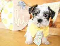 Lane, a male Yorkshire Terrier for sale in Paris, TX – 2 of 4