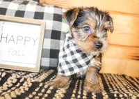 Bennett, a male Yorkshire Terrier for sale in Paris, TX – 4 of 5