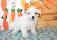 Olivia, a female Poodle - Toy  for sale in Paris, TX – Photo 2 of 6