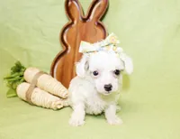 Olivia, a female Poodle - Toy  and Poodle - Miniature  for sale in Paris, TX – Photo 3 of 3
