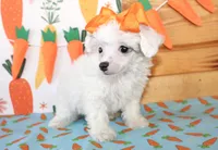 Olivia, a female Poodle - Toy  for sale in Paris, TX – Photo 3 of 6