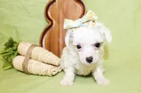 Olivia, a female Poodle - Toy  and Poodle - Miniature  for sale in Paris, TX – Photo 1 of 3