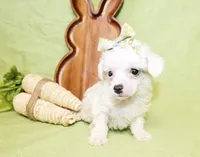 Olivia, a female Poodle - Toy  and Poodle - Miniature  for sale in Paris, TX – Photo 2 of 3
