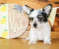 Beau, a male Yorkshire Terrier for sale in Paris, TX – 2 of 5