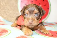 Bennett, a male Yorkshire Terrier for sale in Paris, TX – 3 of 4