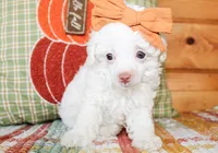 Annie TINY, a female Poodle - Toy  for sale in Paris, TX – 3 of 4