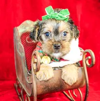 Tillie, a female Morkie for sale in Paris, TX – Photo 6 of 8