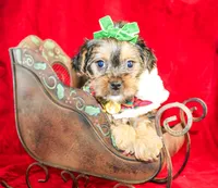 Tillie, a female Morkie for sale in Paris, TX – Photo 5 of 8