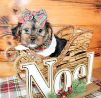 Tillie, a female Morkie for sale in Paris, TX – Photo 3 of 8