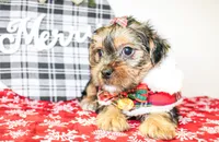 Tillie, a female Morkie for sale in Paris, TX – Photo 7 of 8