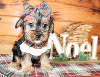 Tillie, a female Morkie for sale in Paris, TX – Photo 2 of 8