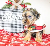 Tillie, a female Morkie for sale in Paris, TX – Photo 8 of 8