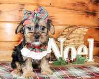 Tillie, a female Morkie for sale in Paris, TX – Photo 1 of 8