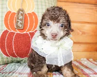 Harlie, a female Poodle - Toy  for sale in Paris, TX – 4 of 4