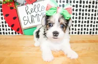 Belle, a female Yorkshire Terrier for sale in Paris, TX – 9 of 10