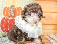 Harlie, a female Poodle - Toy  for sale in Paris, TX – 3 of 4