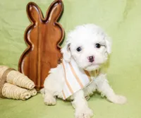 Bentley, a male Poodle - Toy  and Poodle - Miniature  for sale in Paris, TX – Photo 3 of 3