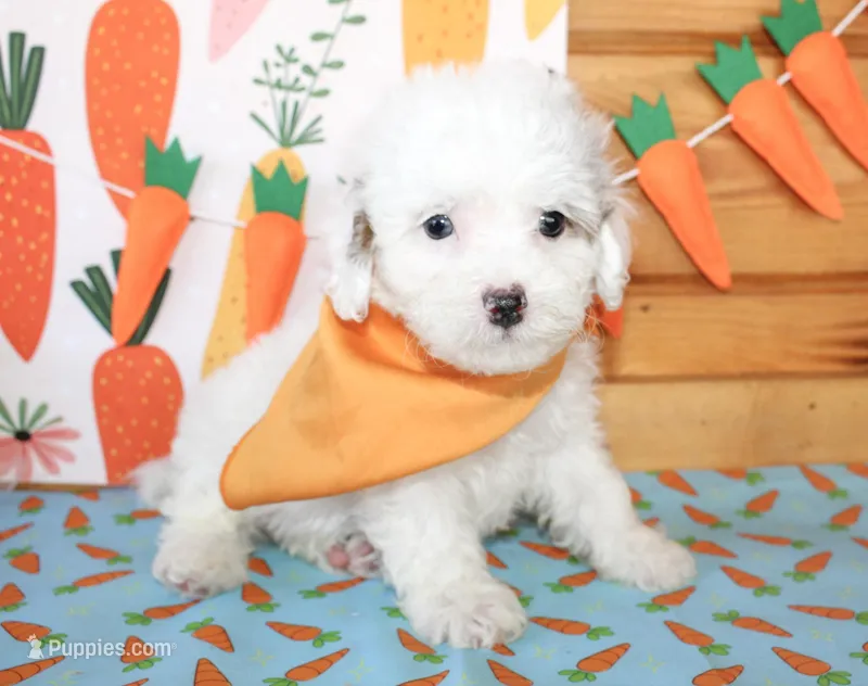 Bentley – Poodle - Toy , Poodle - Miniature  puppy for sale in Paris, TX