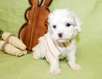 Bentley, a male Poodle - Toy  and Poodle - Miniature  for sale in Paris, TX – Photo 1 of 3