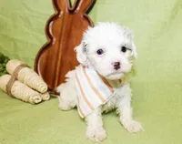 Bentley, a male Poodle - Toy  and Poodle - Miniature  for sale in Paris, TX – Photo 2 of 3