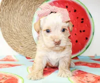 Tina, a female Morkie for sale in Paris, TX – 4 of 5
