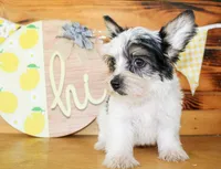 Beau, a male Yorkshire Terrier for sale in Paris, TX – 5 of 5
