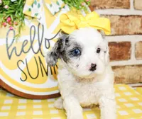 Harlie, a female Poodle - Toy  for sale in Paris, TX – 2 of 4