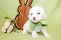 Liam, a male Poodle - Toy  and Poodle - Miniature  for sale in Paris, TX – Photo 2 of 3
