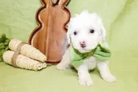 Liam, a male Poodle - Toy  and Poodle - Miniature  for sale in Paris, TX – Photo 3 of 3