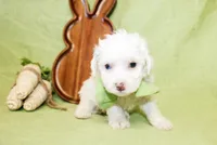 Liam, a male Poodle - Toy  and Poodle - Miniature  for sale in Paris, TX – Photo 1 of 3