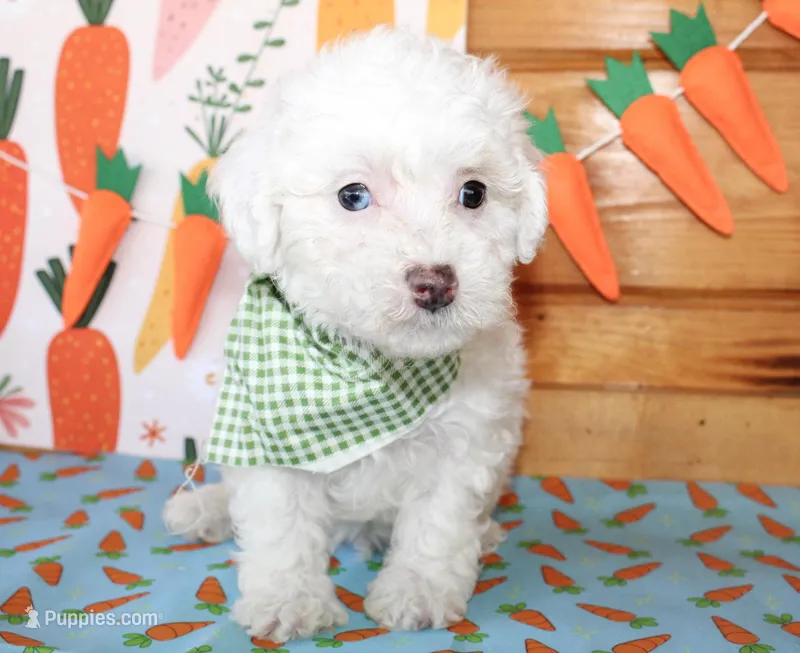 Liam – Poodle - Toy , Poodle - Miniature  puppy for sale in Paris, TX