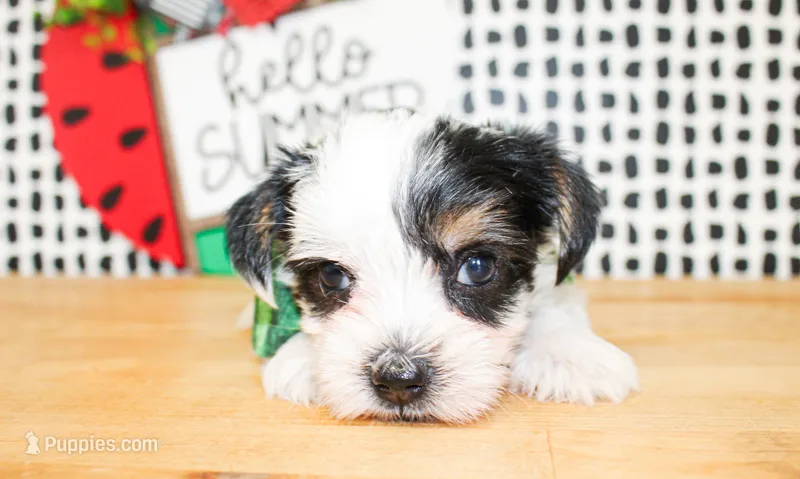 Lane – Yorkshire Terrier puppy for sale in Paris, TX