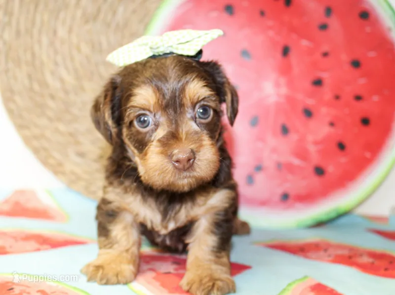 Dottie – Yorkshire Terrier puppy for sale in Paris, TX