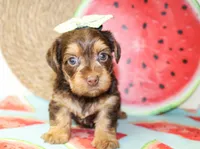 Dottie, a female Yorkshire Terrier for sale in Paris, TX – 1 of 5
