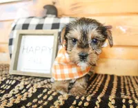 Lane, a male Yorkshire Terrier for sale in Paris, TX – 2 of 5