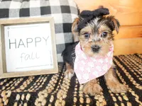 Tillie, a female Yorkshire Terrier for sale in Paris, TX – 3 of 6