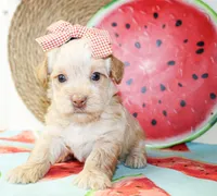 Tina, a female Morkie for sale in Paris, TX – 5 of 5
