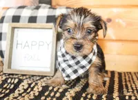 Bennett, a male Yorkshire Terrier for sale in Paris, TX – 2 of 5