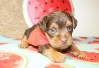 Bennett, a male Yorkshire Terrier for sale in Paris, TX – 1 of 4