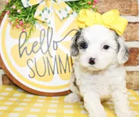 Harlie, a female Poodle - Toy  for sale in Paris, TX – 1 of 4