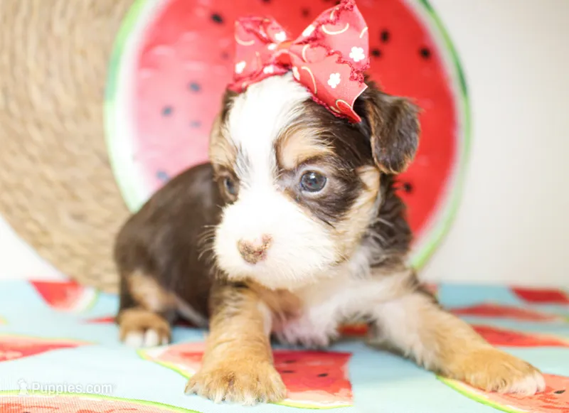 Belle – Yorkshire Terrier puppy for sale in Paris, TX