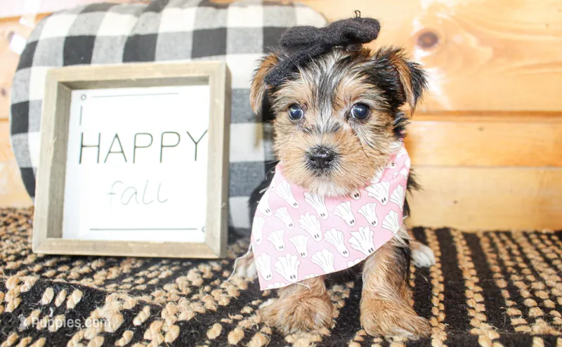 Tillie – Yorkshire Terrier puppy for sale in Paris, TX